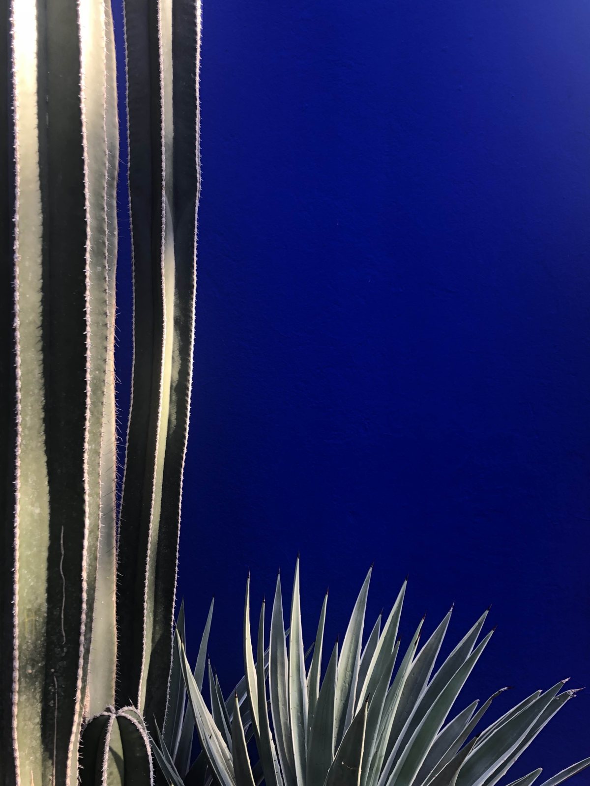 Cactus sur mur bleu, Jardin Majorelle, Marrakech
